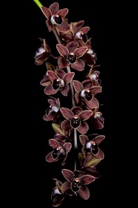 Cymbidium Charles Weckerle Thrun Puerto Rico AM/AOS 80 pts.